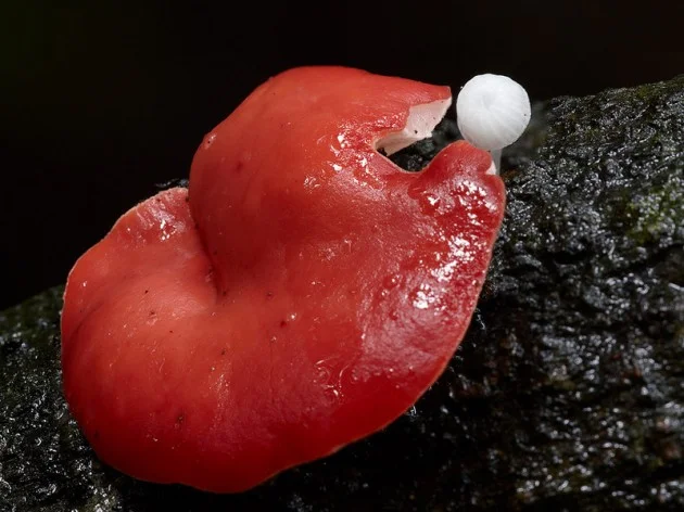 photographie de champignons