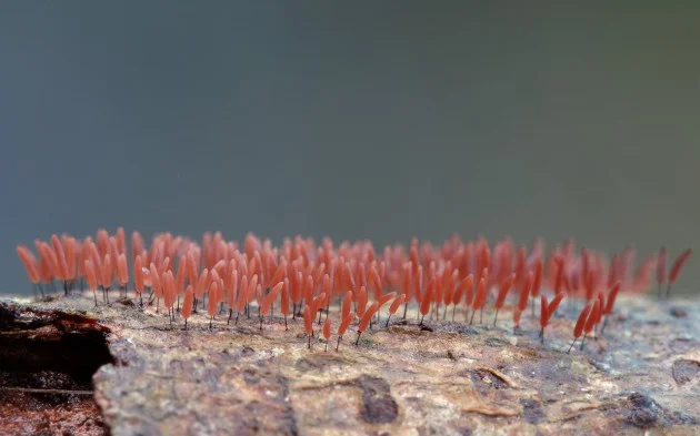 photographie de champignons 7