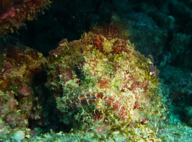 poisson pierre