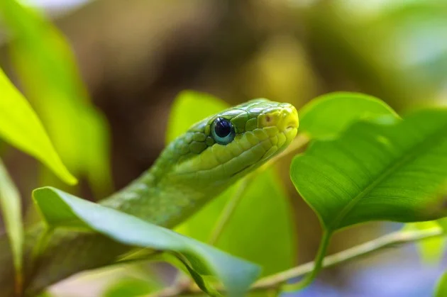 serpent liane