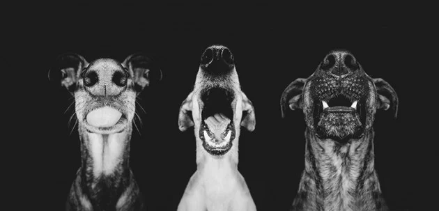 Cliches animaux humoristique