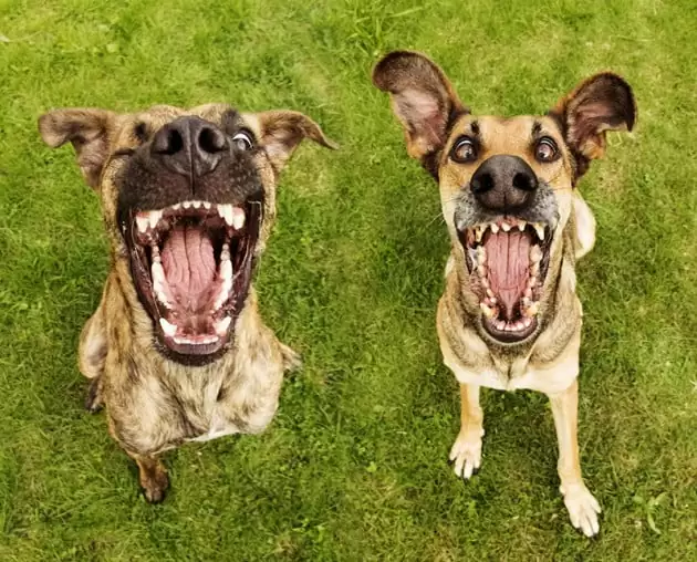 Cliches animaux humoristique 7