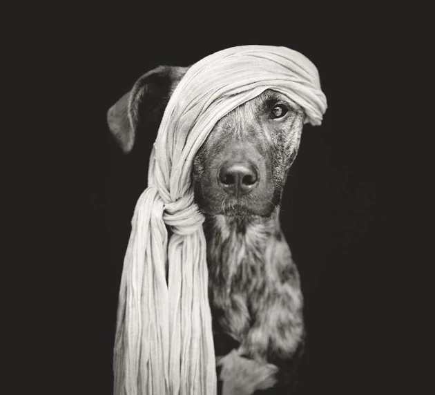 Cliches animaux humoristique 8