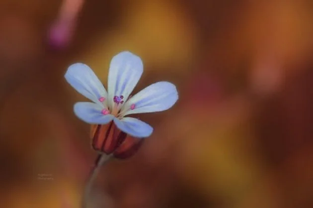 Source 500px - Delphine. D