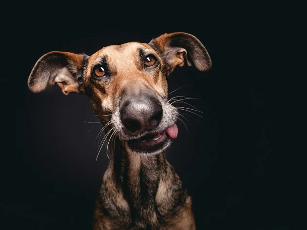 Elke Vogelsang 2