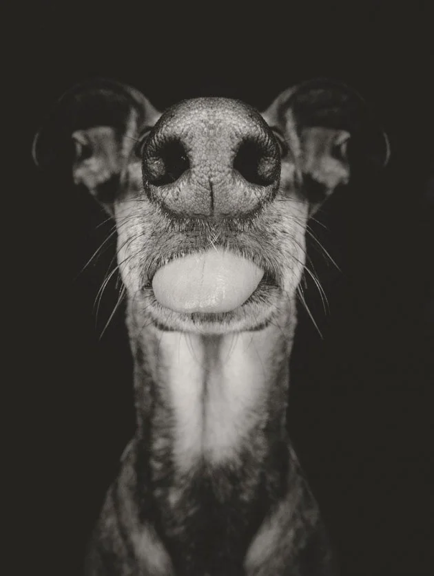 Elke Vogelsang