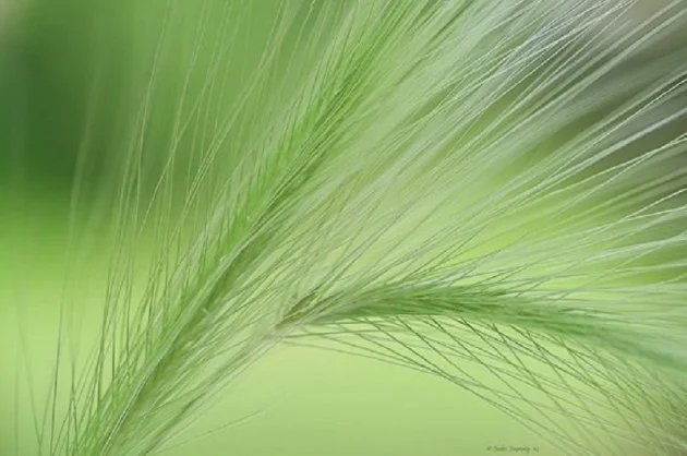 Source 500px - Whispered