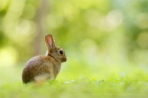 Source 500px - Roeselien Raimond