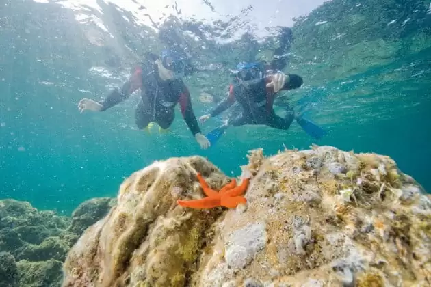 Randonnée palmée : à la découverte de la vie marine