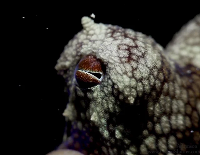 Octopuses of the Night