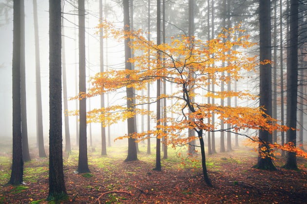 WoodLandKilianSchoenberger2