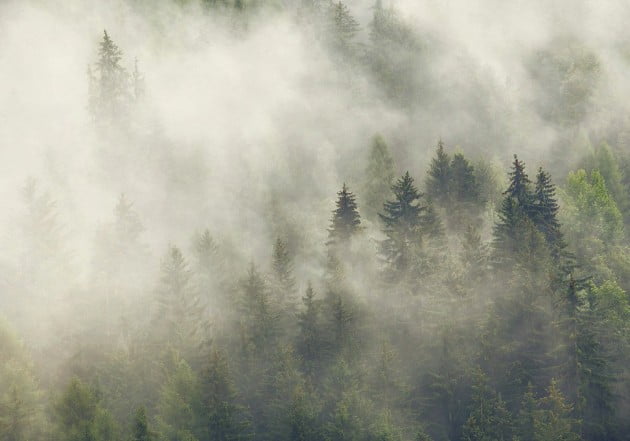 WoodLandKilianSchoenberger3