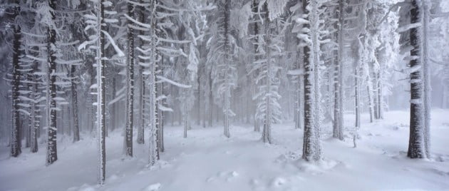 WoodLandKilianSchoenberger5