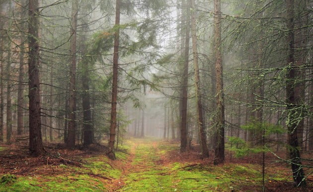 WoodLandKilianSchoenberger6