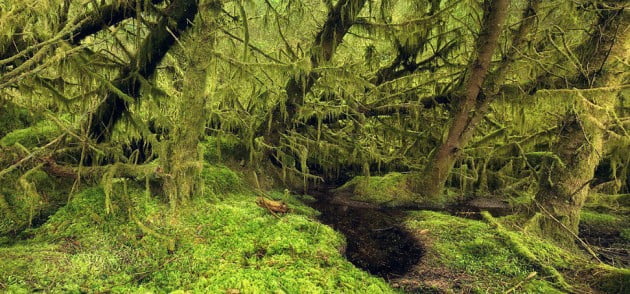 WoodLandKilianSchoenberger7