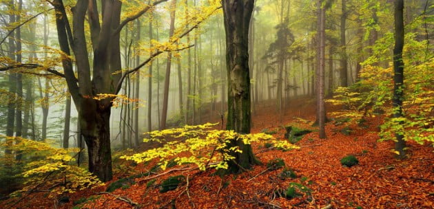 WoodLandKilianSchoenberger8