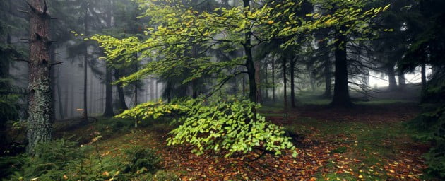 WoodLandKilianSchoenberger9