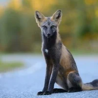 UIn espece de renard issu d'un croissement