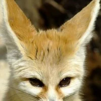 Le Fennec : So cute