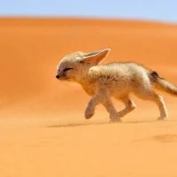 Le Fennec : renard des sables