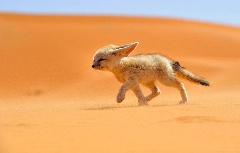 Le Fennec : renard des sables