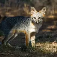 Le Grey Fox