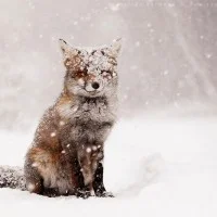 red fox sous la neige