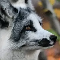 Le renard arctique marbre