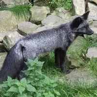 renard au pelage gris argenté