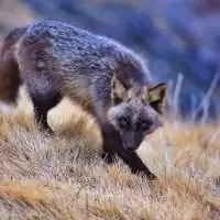 un renard argneté dans la nature