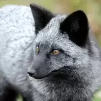 un renard domestiqué