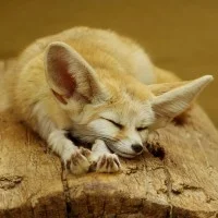 Le Fennec fait dodo