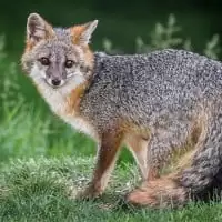 un renard gris