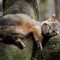 un renard gris fait dodo dans un arbre