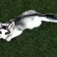 un renard au couleurs créés par l'homme