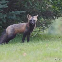 Renard roux et argenté
