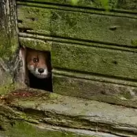 renard roux joue a cache cache