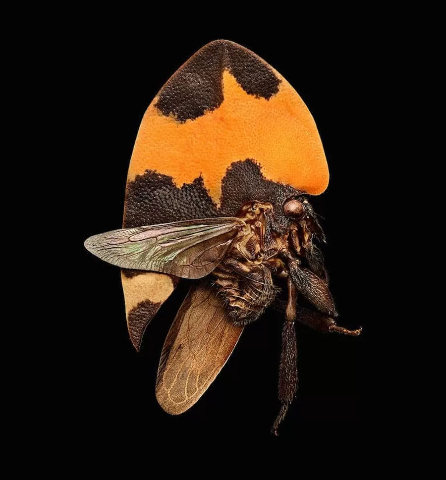 Microsculpture2