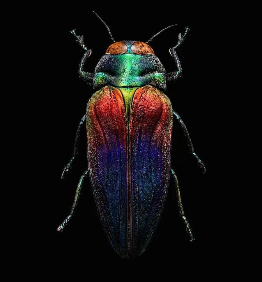 Microsculpture3