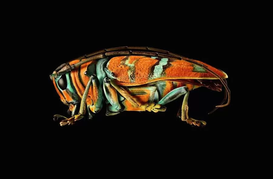 Microsculpture7