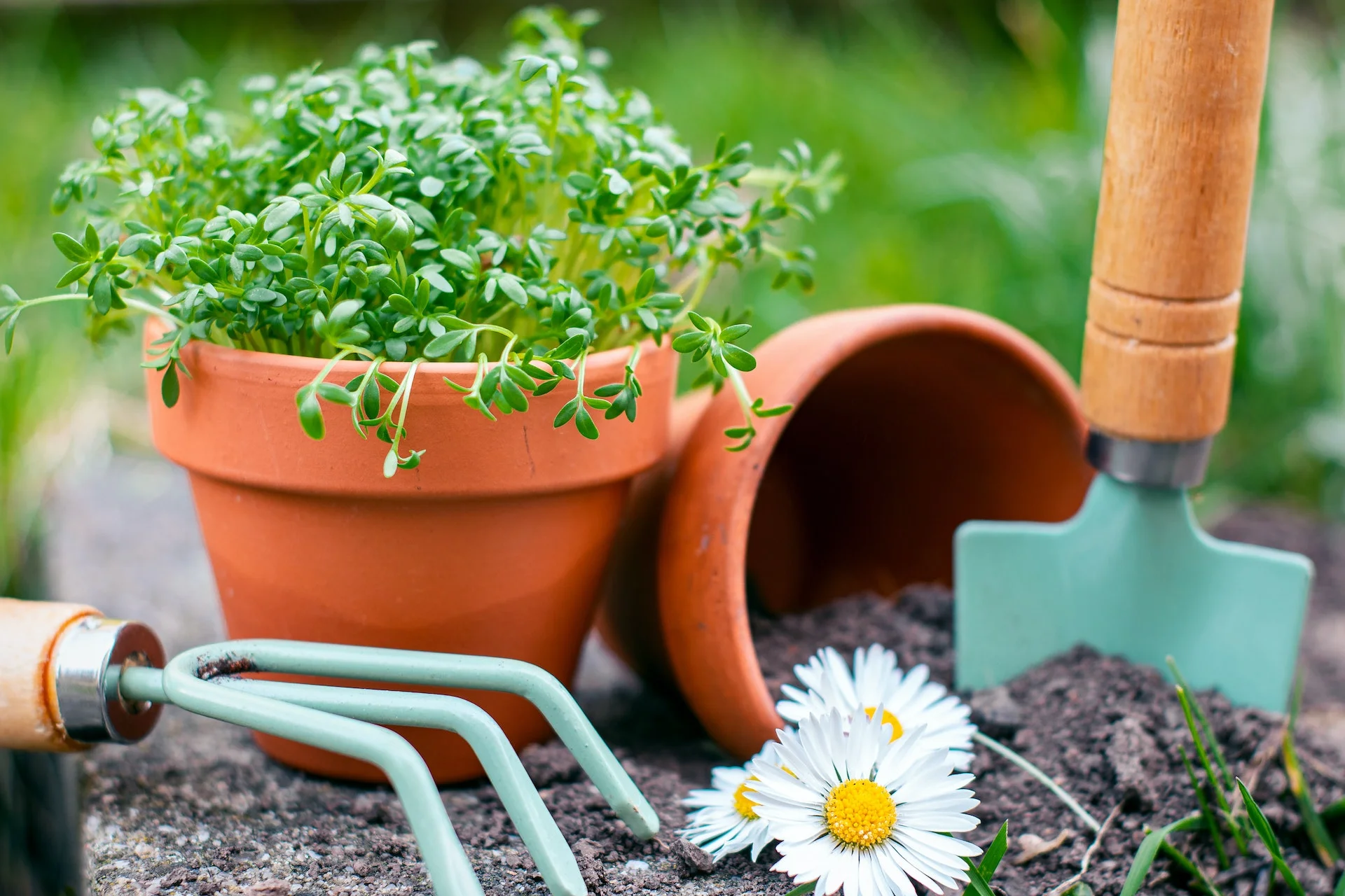 plantation dans le jardin et dans des pots