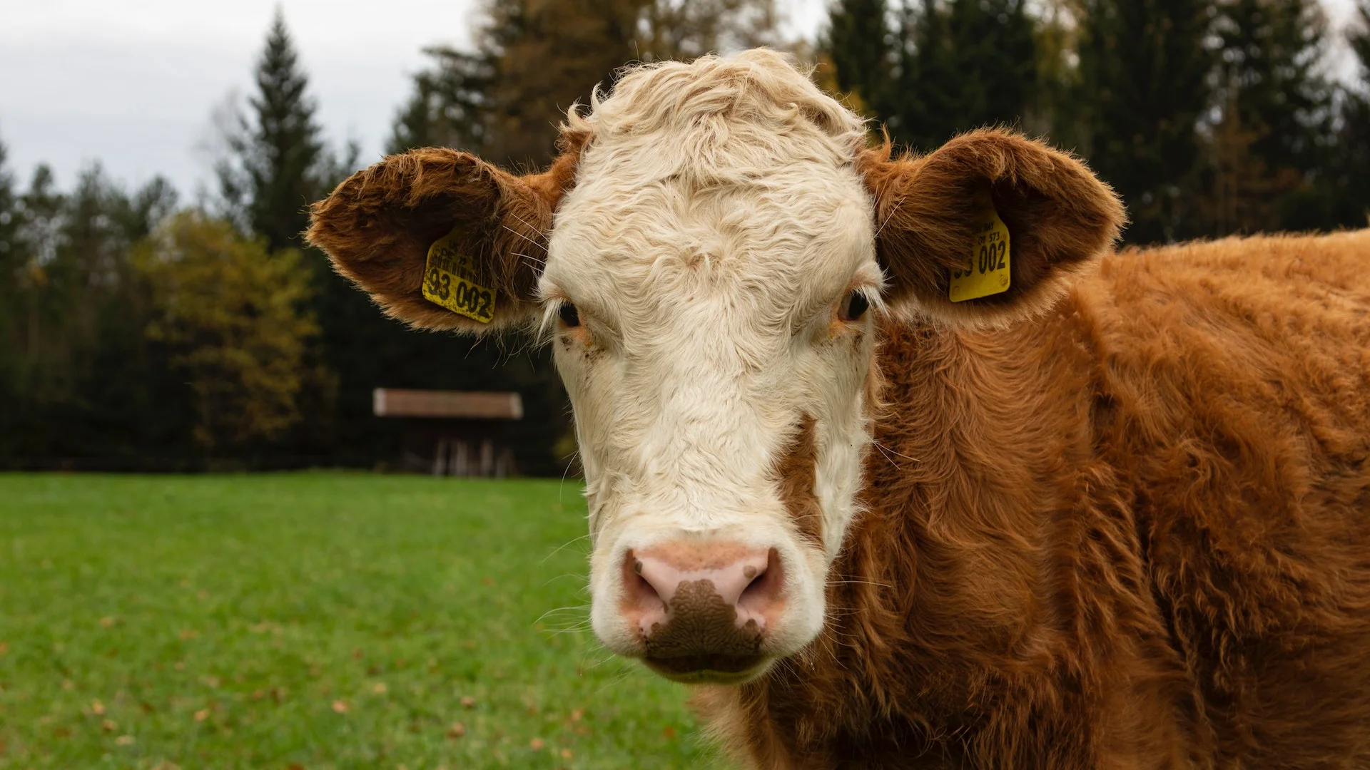 gros plan sur une belle vache