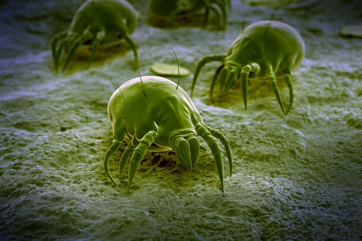 photographie au microscopes d'acariens
