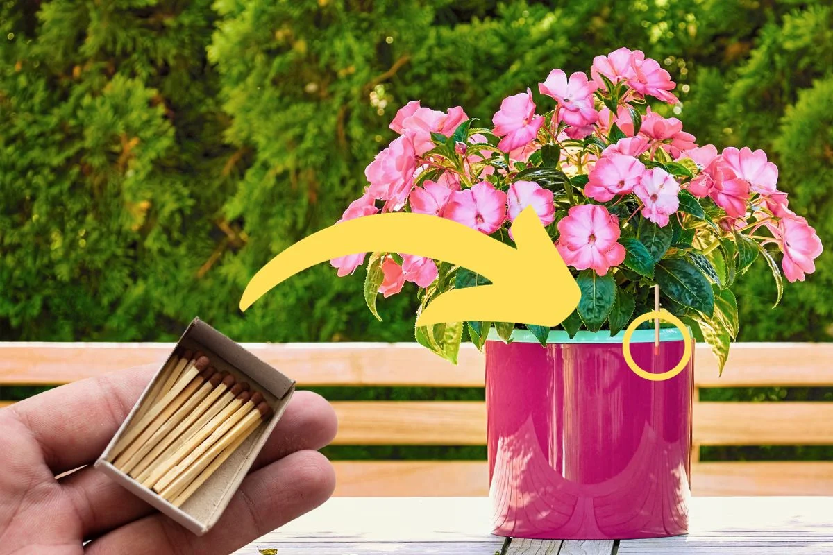 allumette dans un pot de fleurs