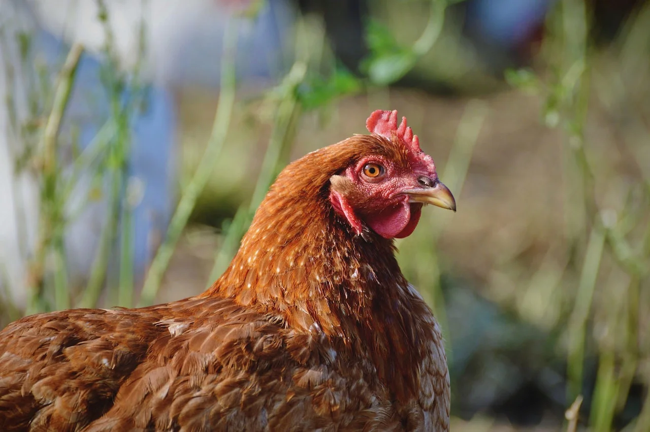 poule dans un jardin