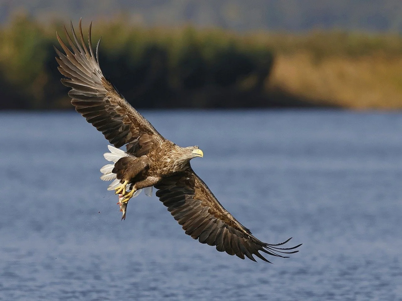 aigle