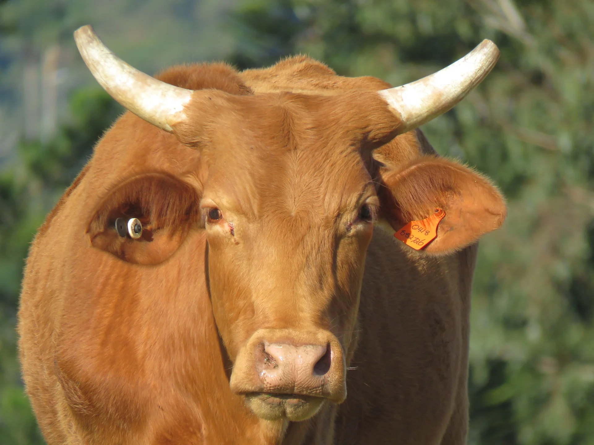 boeuf
