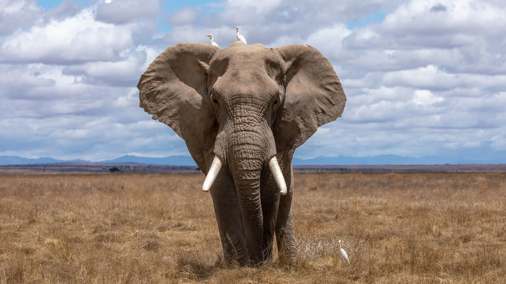 éléphant