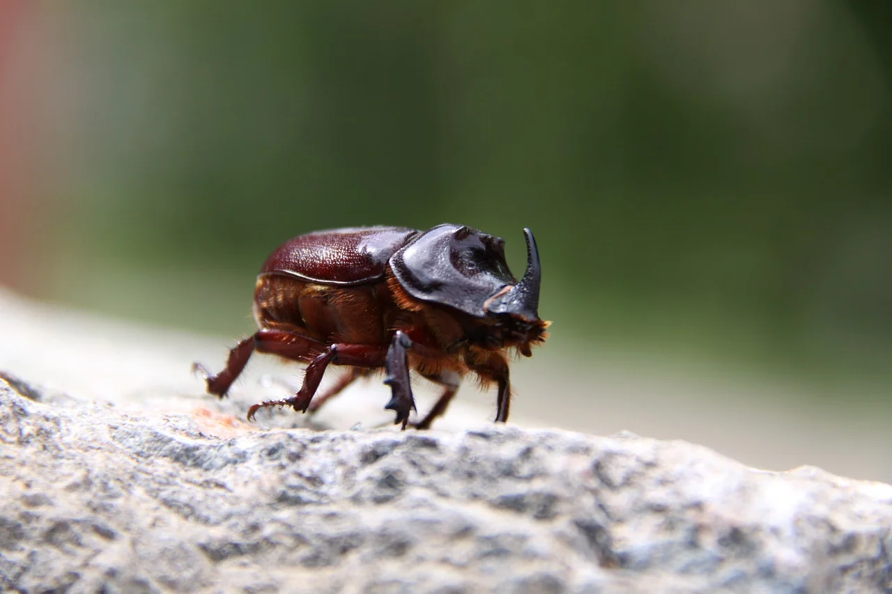 scarabé rhinocéros