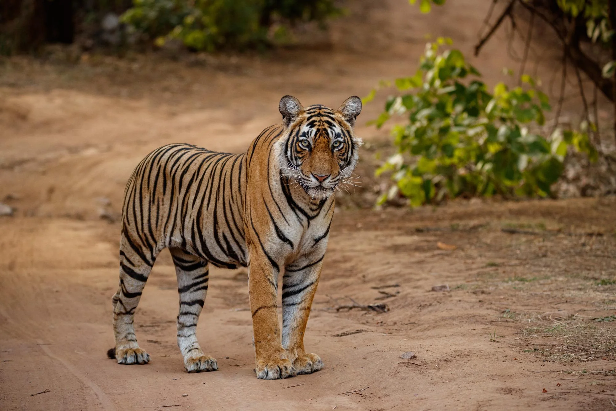 tigre